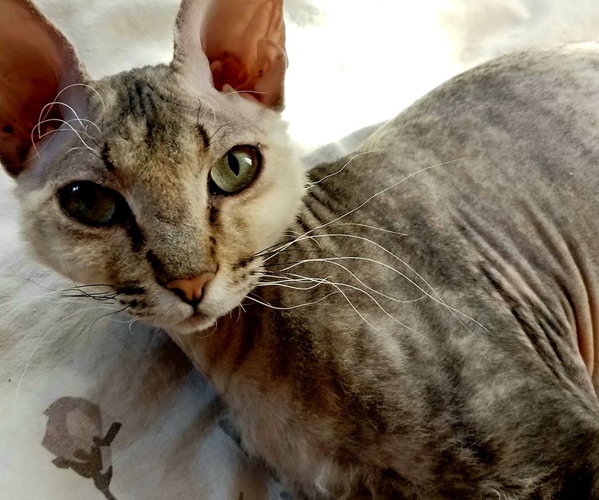 продам кошку сфинкс!!!