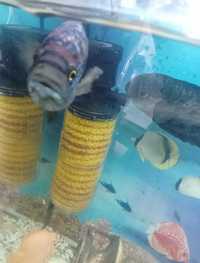 Продам рыбок аквариумных большие цихлиды 20-25 см
