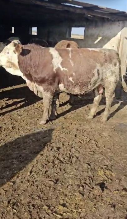 Disponibili in stoc 80 de vitei