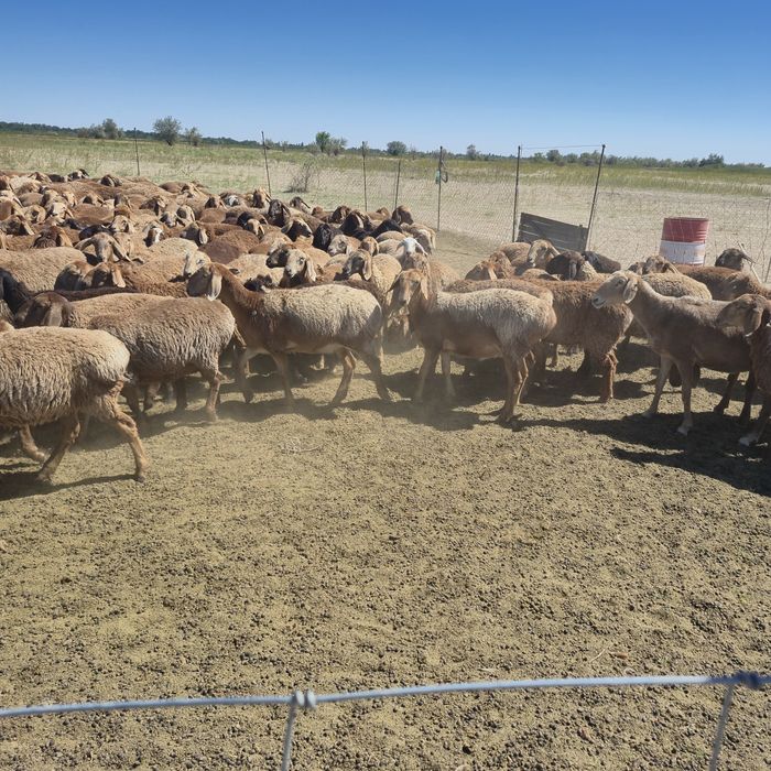 Қой  бағатын отбасылы шопан керек