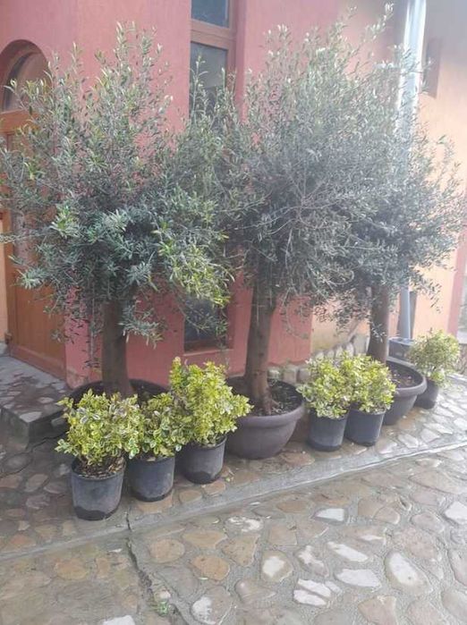 Transforma-ți curtea cu plante ornamentale excepționale