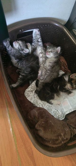 Подарявам Пухкави котета