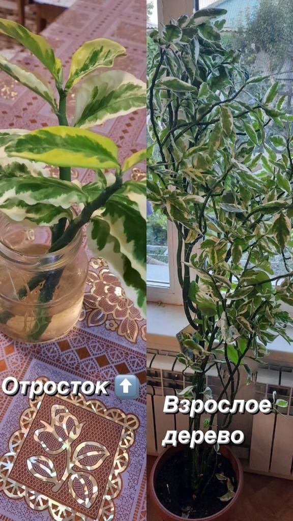 Продам отростки с корнями