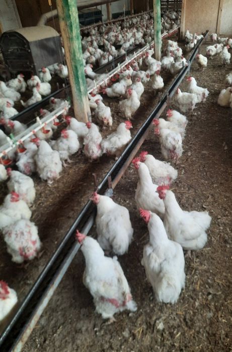 Продавам бройлерни кокошки за клане