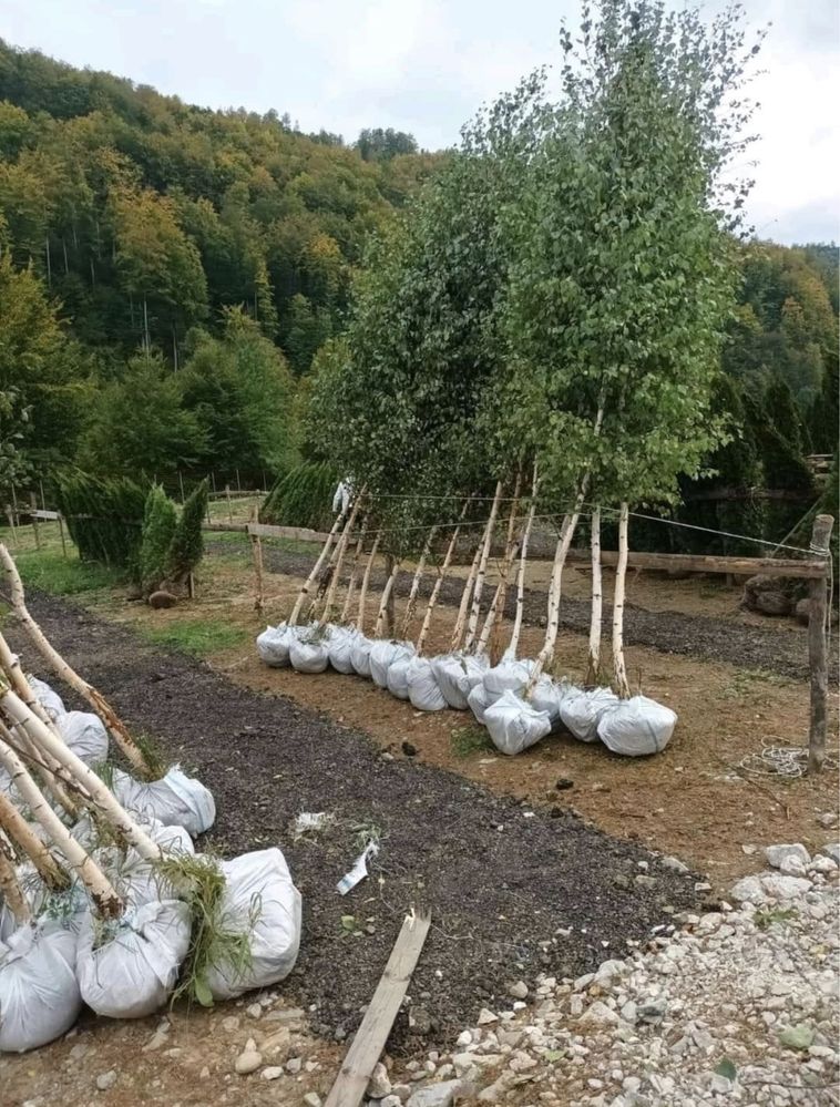 Mesteacăn cu coaja alba