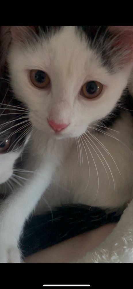 Отдам котят в добрые руки