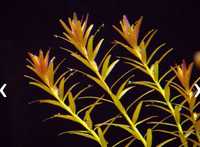 Planta acvariu - rotala rotundifolia