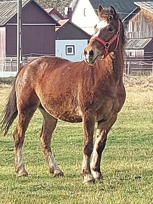 Vând cal foarte blând