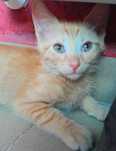 Adoptie pui de pisica roscat Eduard