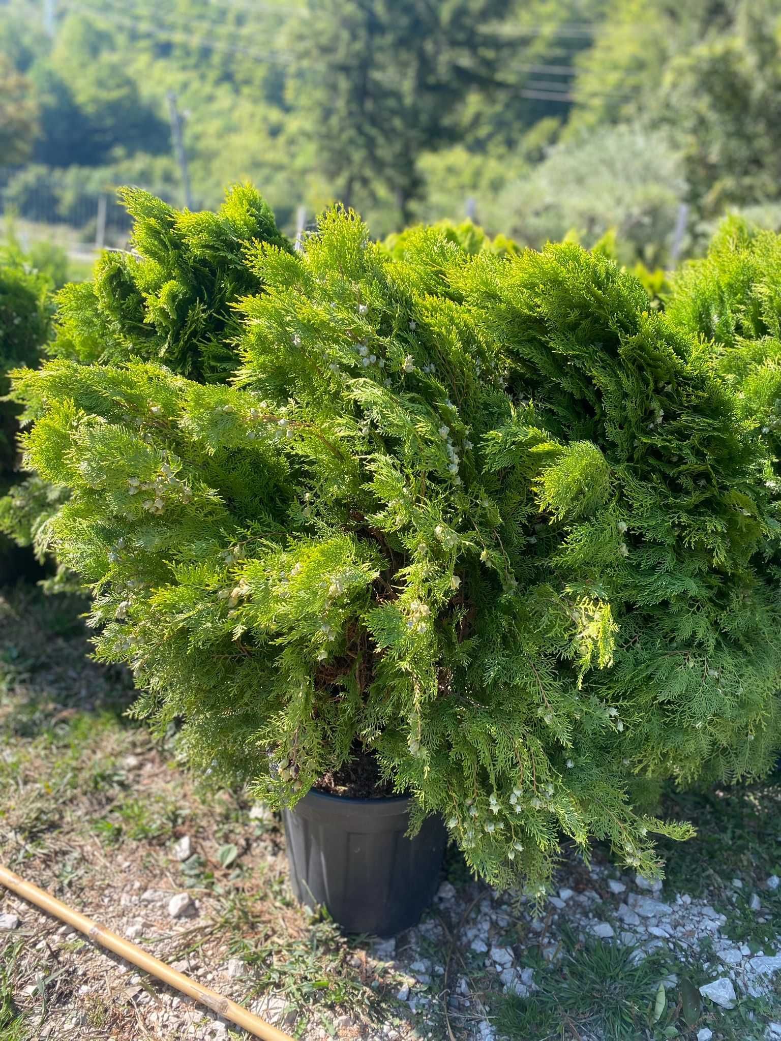 Plante ornamentale de grădină – frumusețe durabilă pentru spațiul tău