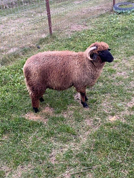 Vând un țap și un miel