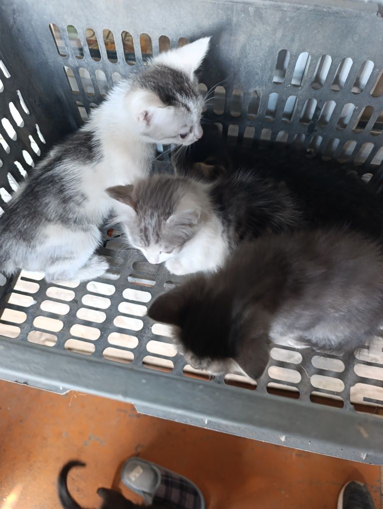 Котята, могу доставить