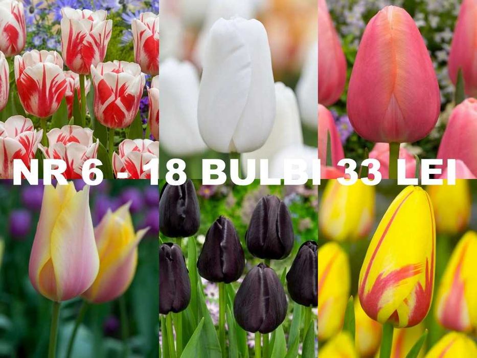 Bulbi de lalele diverse pachete de la 1 leu