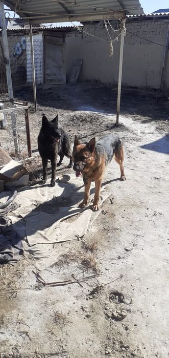 Продаётся обчарка