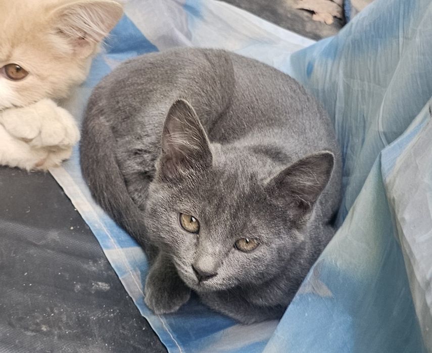 Пристраивается кошечка