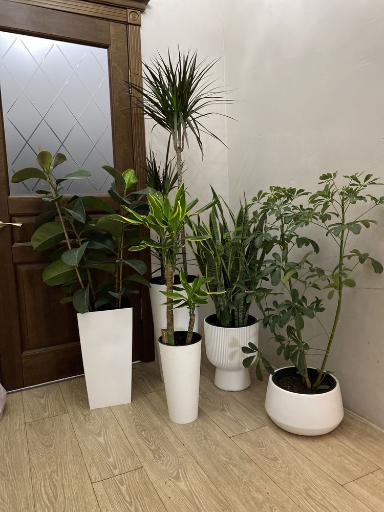 Сансивиера щучий хвост  растения для офиса доставка
