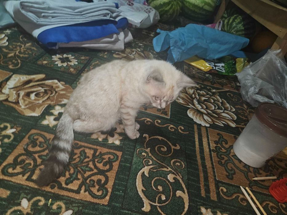 Кошка домашний  хороший