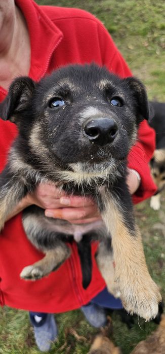 Donez 7 puiuți de căței. Căței se pot lua Gratis