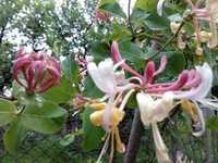 Lonicera ( mana maicii domnului ) cu flori colorate si parfumate