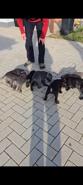 Cane Corso pui Părinți Campioni Arbitrați ACHR FCI