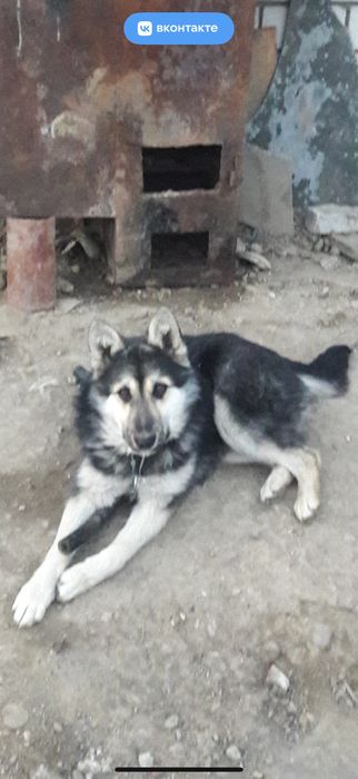 Отдам собаку смесь лайки