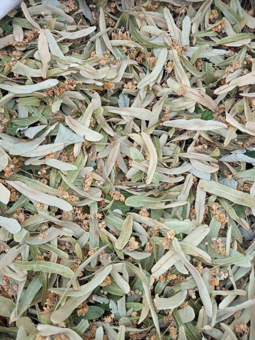 ГРАДИНСКИ орех 2025г