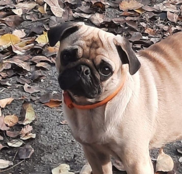 Зоогостиница, зооняня, передержка животных