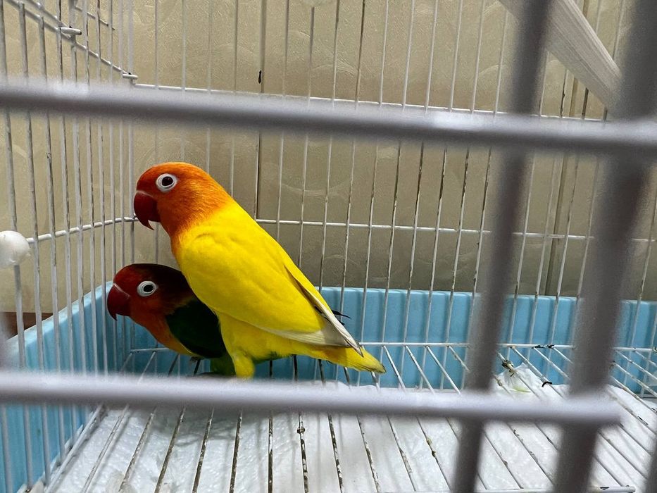 Papugay sotiladi srochno