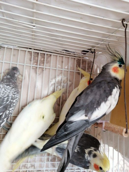 Продам молодых попугайчиков нимфа кореллы выкормыши 1 месяц