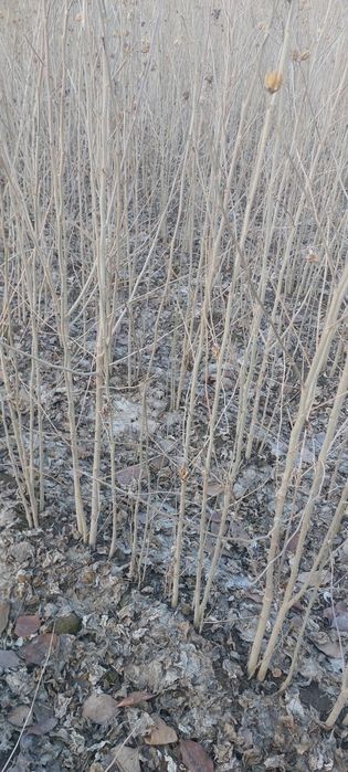 Китайский роза сотилади