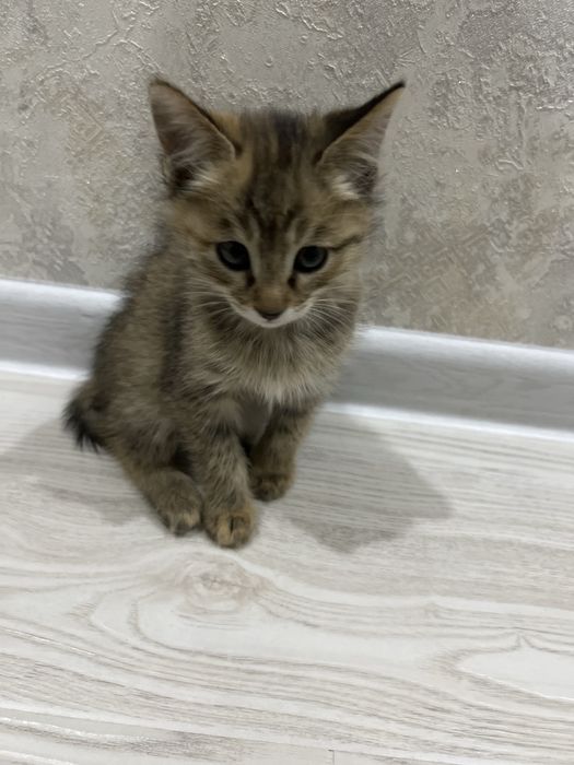 кошки пароды турецкая ангора
