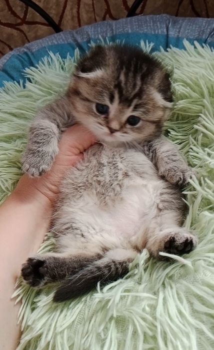 Скоттиш фолд девочки золотые Шиншилы