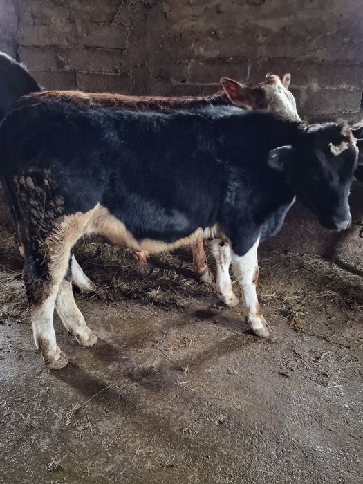 Vand 2 tauri si o vitea