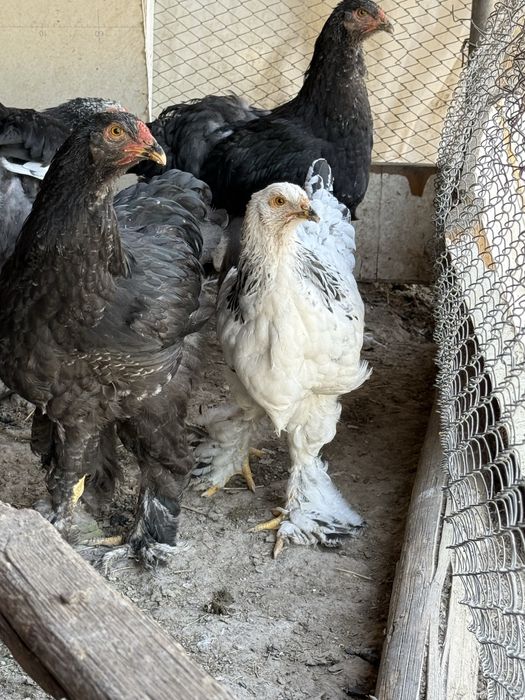 Жужала сотилади.