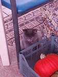 Отдам котят дачных, три месяца в добрые руки