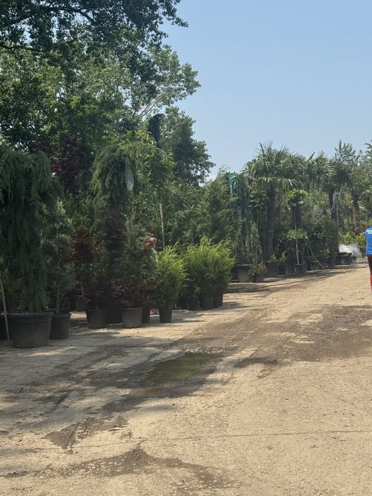 Amenjam spatii verzi pentru gradina ta