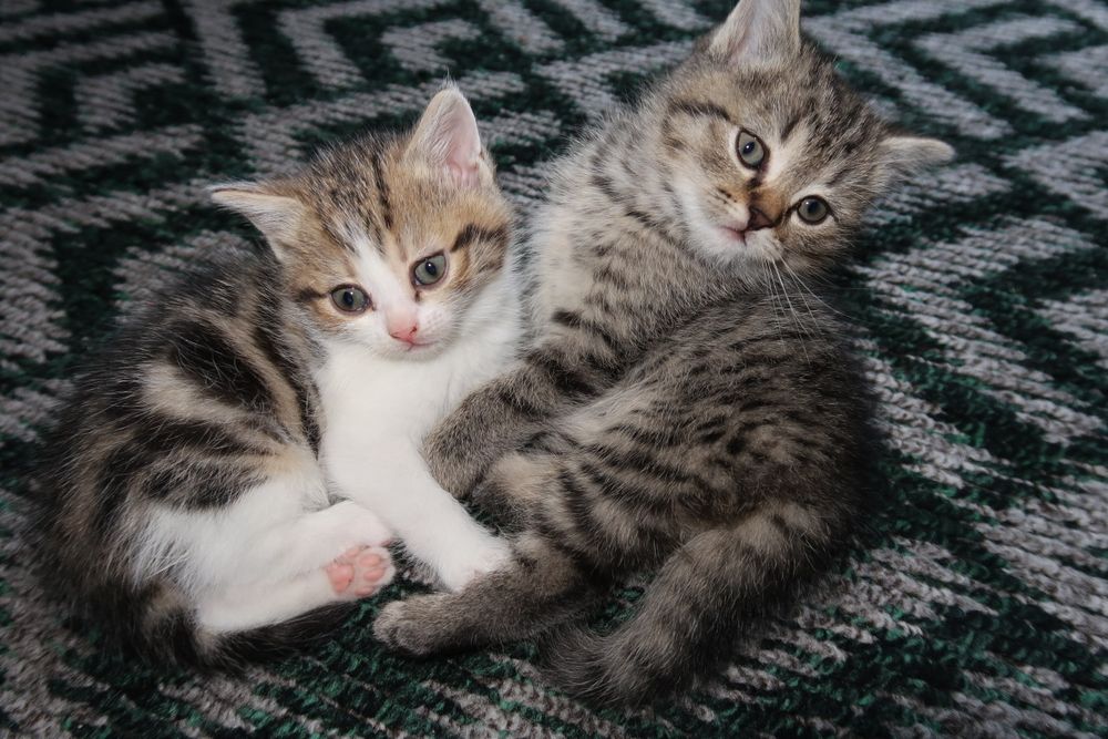 Котята британской шиншиллы