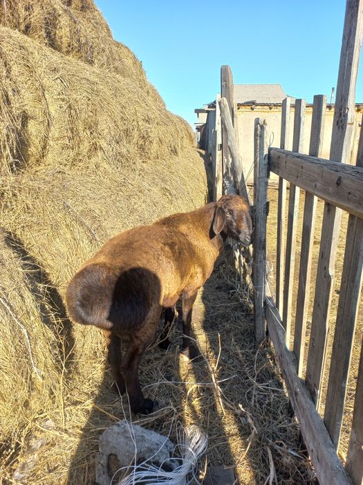 Чистый гисар .1жарым жасар.