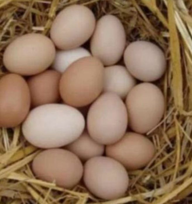 Куриные яйца домашние