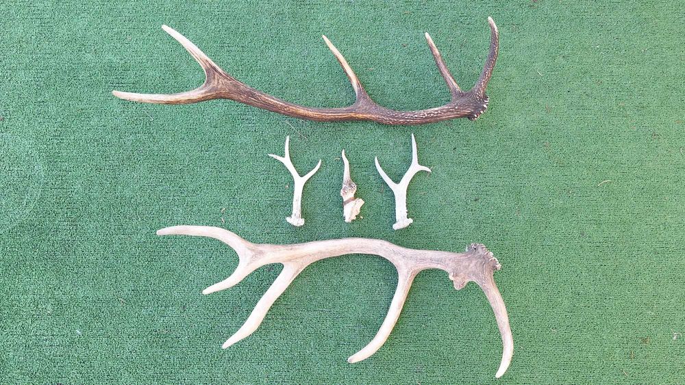 Рога-еленски и от сръндак