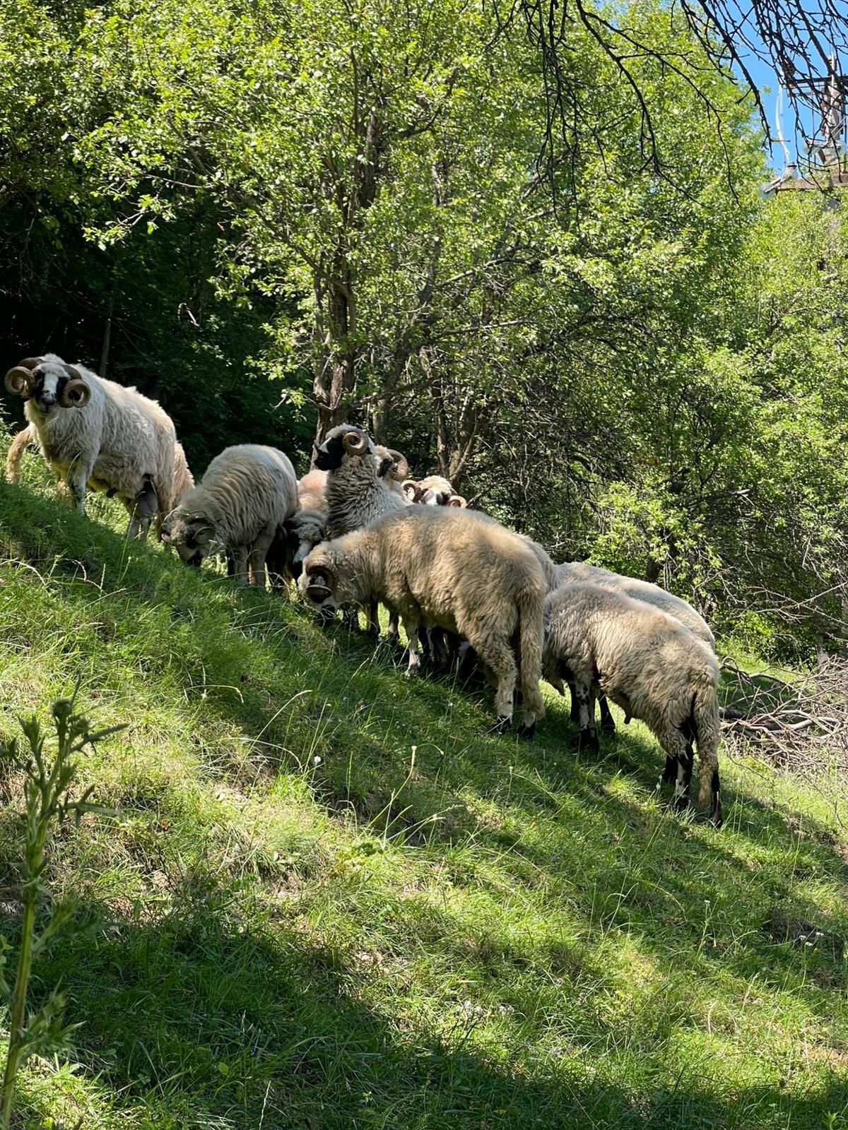 Berbeci de vânzare