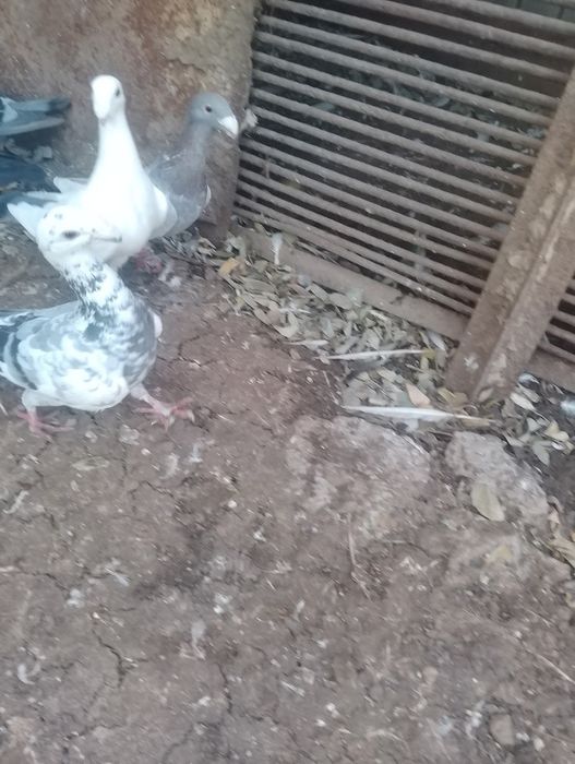 Vand porumbei voiajori germani