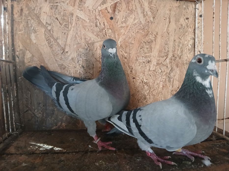 Porumbei voiajori de vanzare