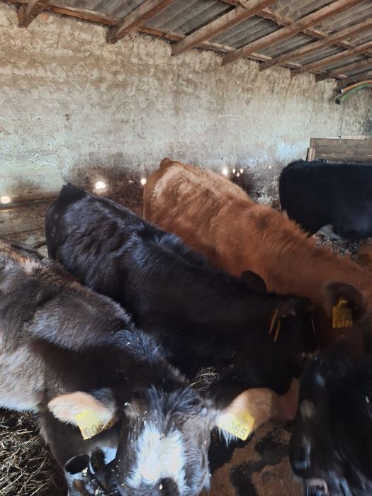 Vând 9 vițele, rasa mixta