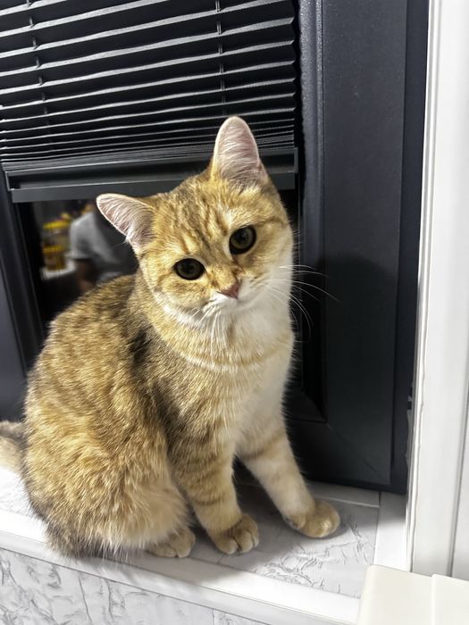 Продается чистокровная Бритаская шиншилла девочка 5 месечная