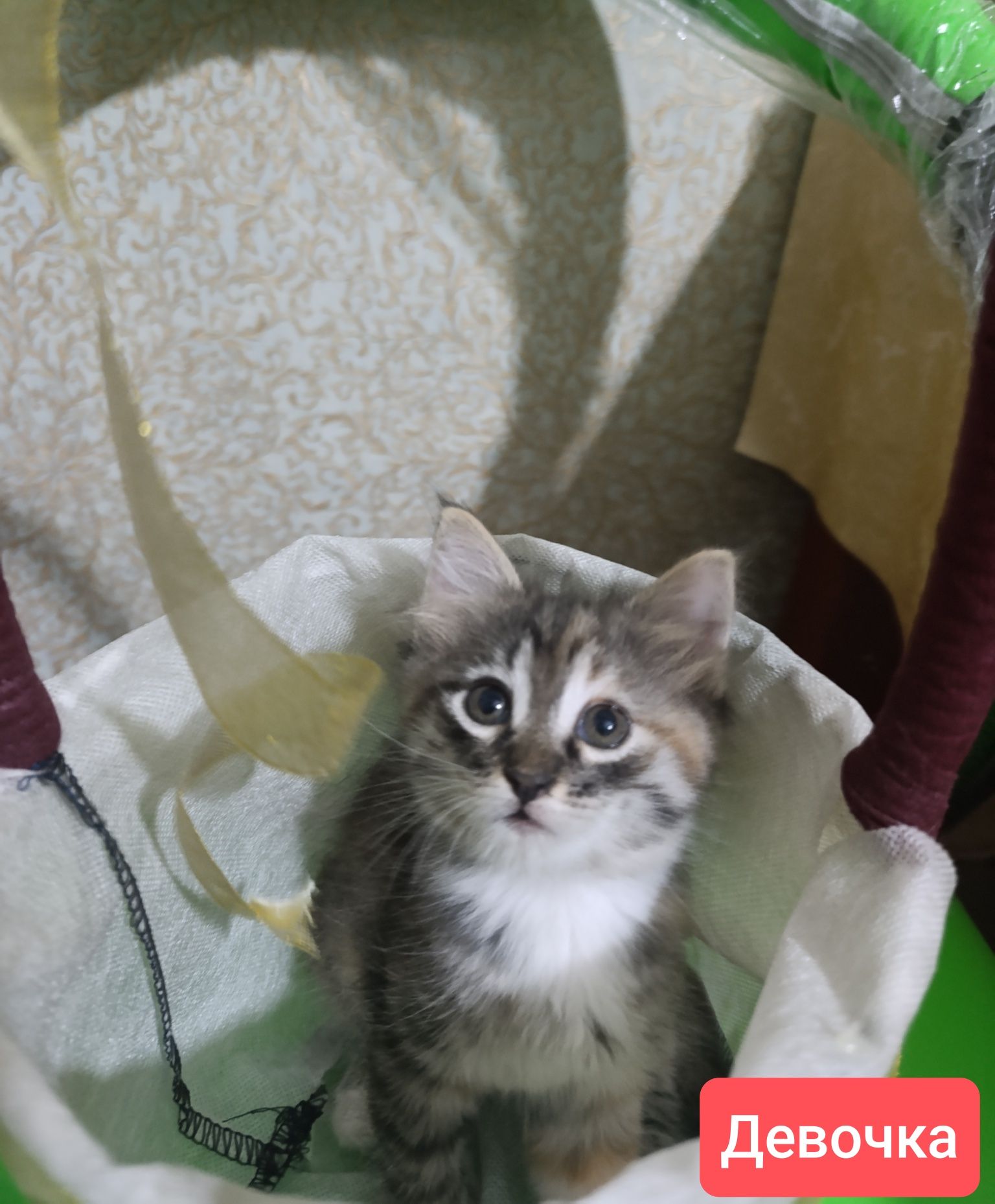 Продаются котята