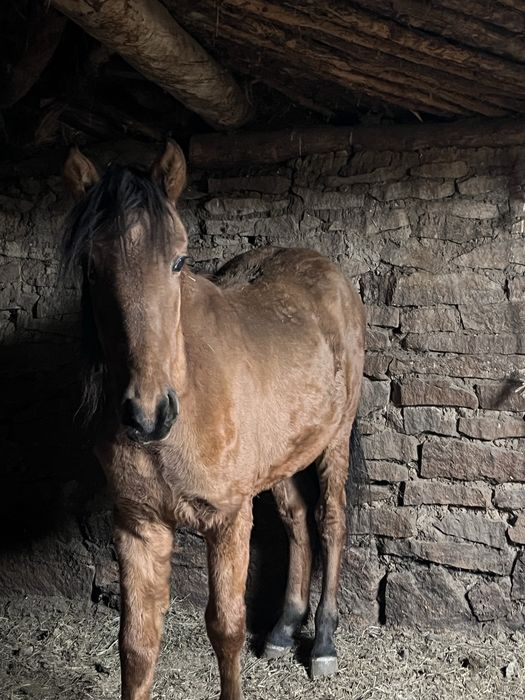 Еркек 1,5 жасар сатылад жемде тур семыз