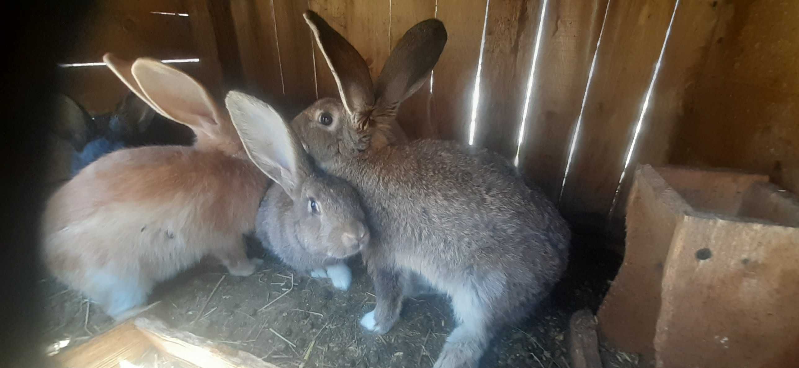 De vânzare iepuri hicol