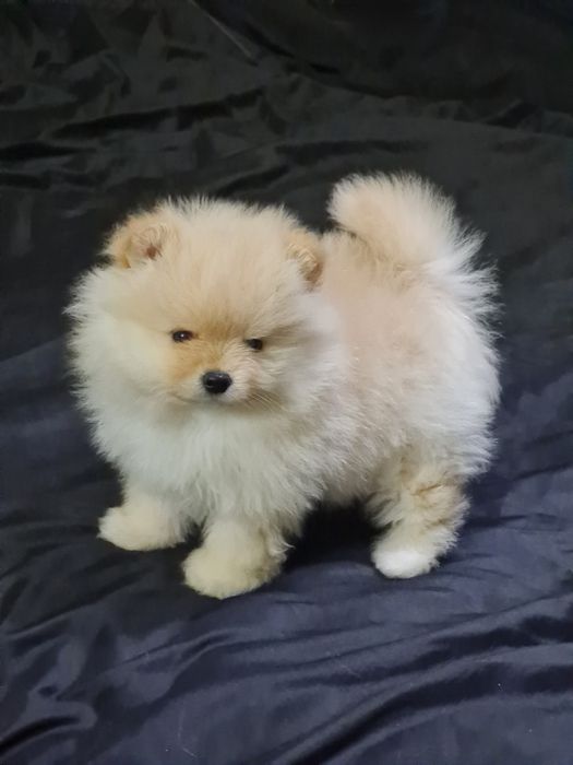 Померан мини мъжко