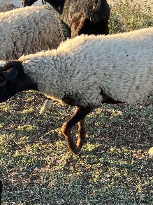 Oi rasa romanov pura